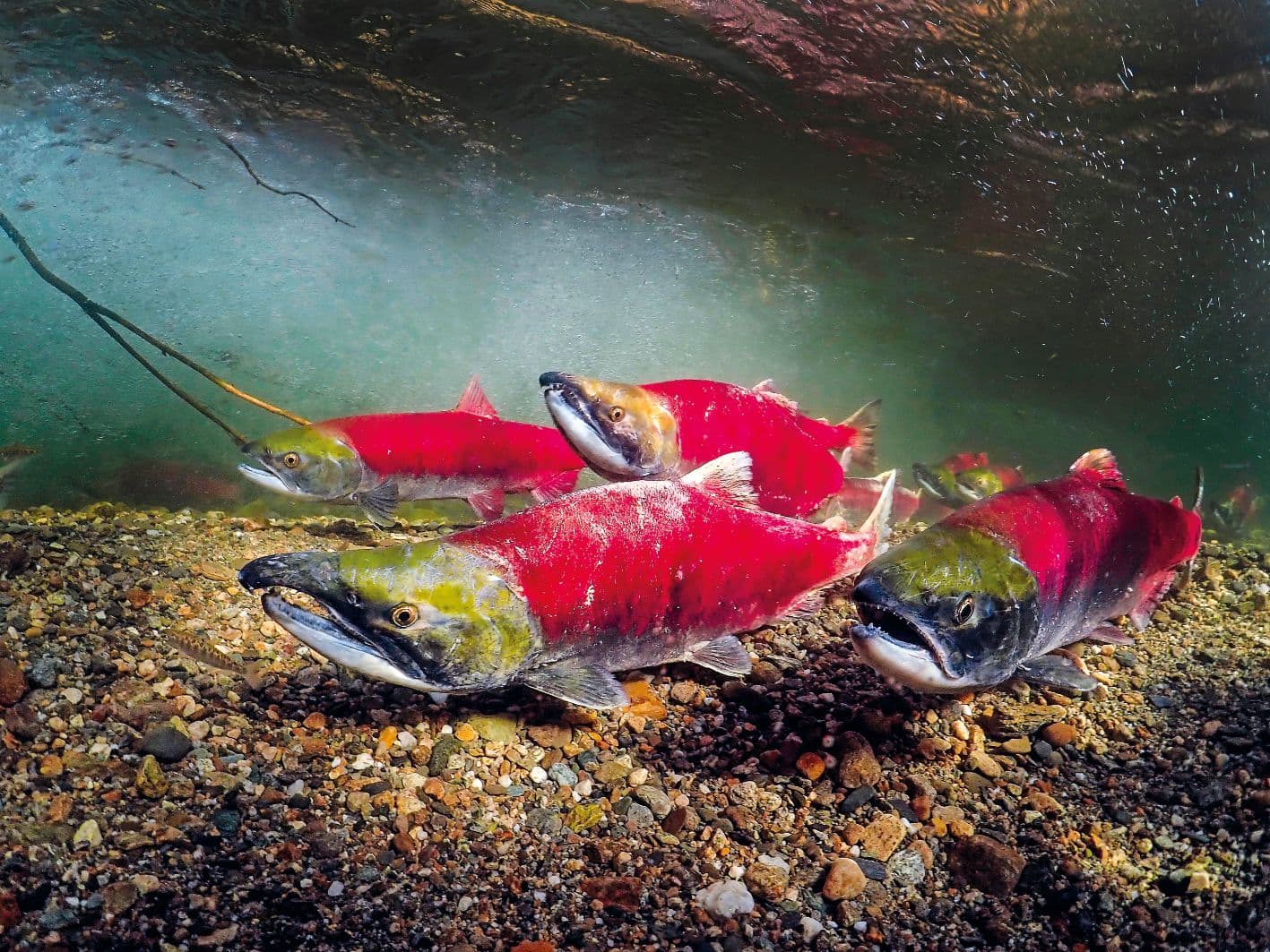 Die letzte Reise der Rotlachse durch British Columbia